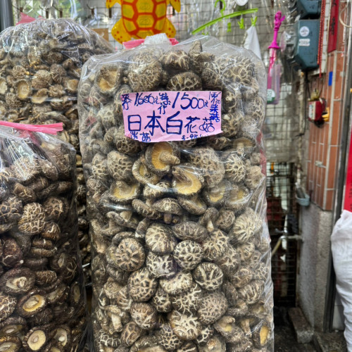 日本白花菇